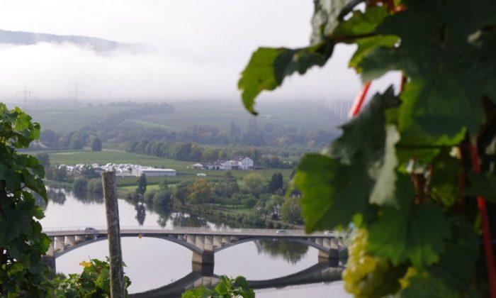 Wine Legends of the Mosel - Old and New
