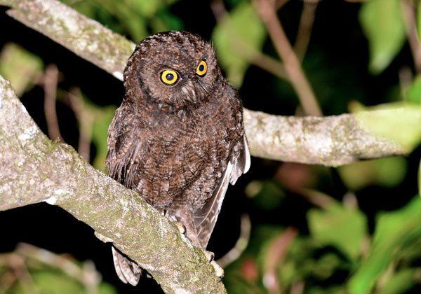 Endangered Owls Bouncing Back