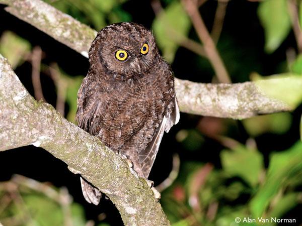 Endangered Owls Bouncing Back