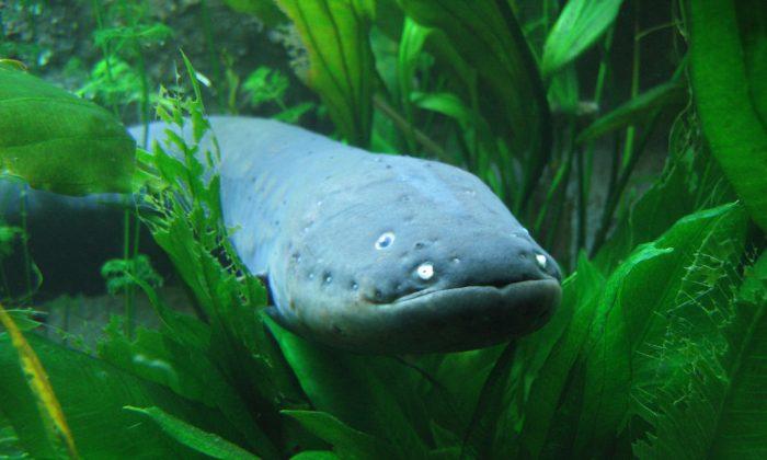 How Electric Eels Use Shocks to ‘Remote Control’ Other Fish