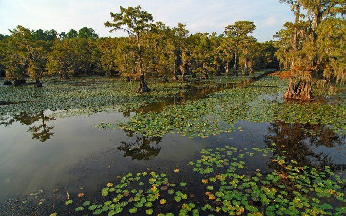 Airboats, Alligators and a Rich History in Louisiana