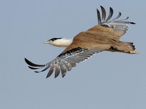 Indian Bird Conservation Underway