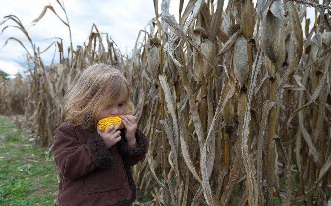 6 Facts You May Not Know About GMOs