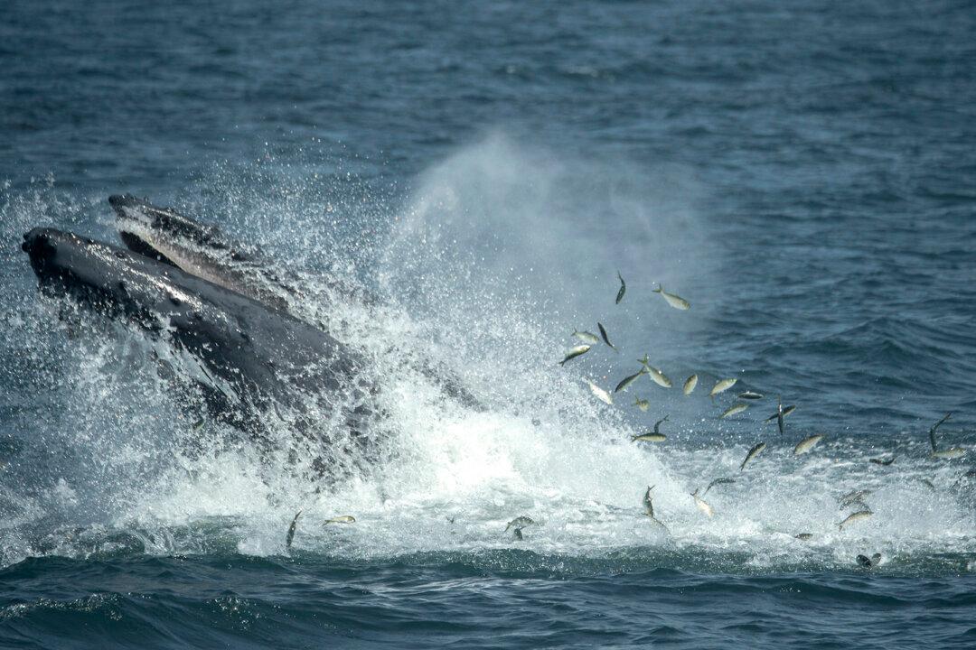 Biologist Reveals How Whales May ‘Sing’ for Their Supper