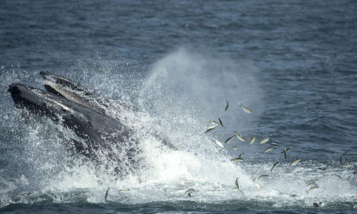 Biologist Reveals How Whales May ‘Sing’ for Their Supper
