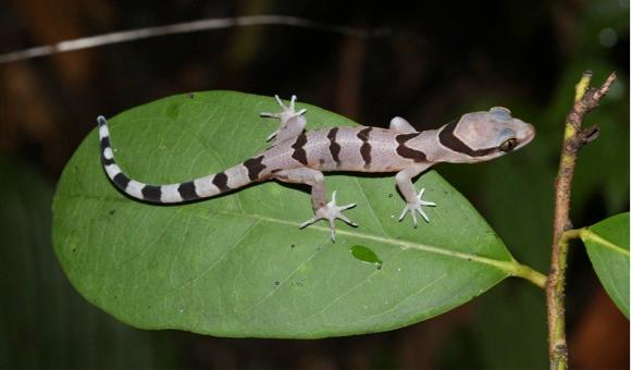 New Gecko Species Discovered In Thailand