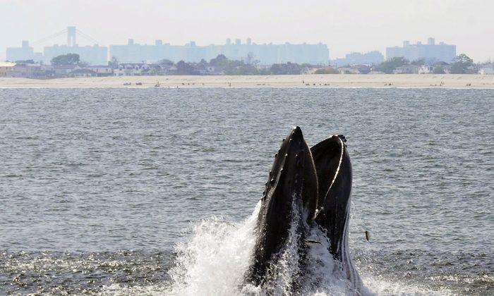 Humpback Whales Increasing in Waters Near NYC