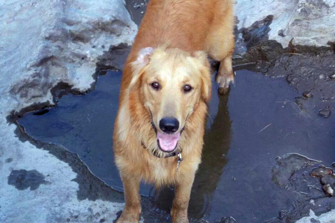 Does Purina’s Beneful Kill Dogs? US Senator Wants Answers