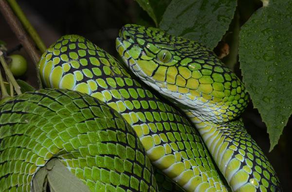 New Pit Viper Discovered in Indonesia