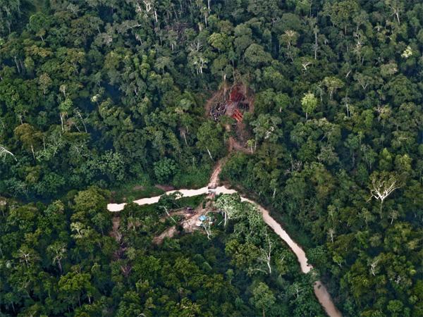 Deforestation Threatens Forest Dependent People Too
