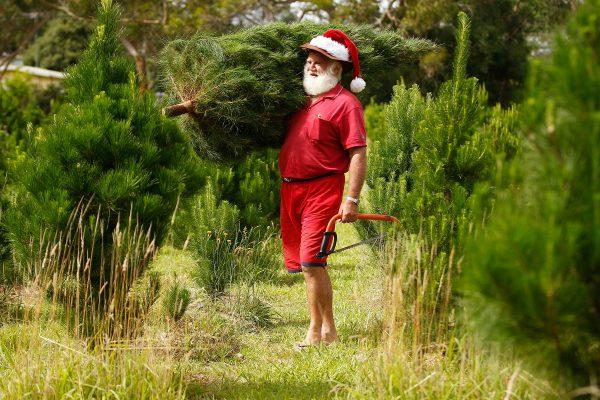 DEC 13: A man dressed as Santa Claus helps families choose their trees at Sydney Christmas Tree Farm in Sydney, Australia, on Dec. 13, 2014. (Brendon Thorne/Getty Images)