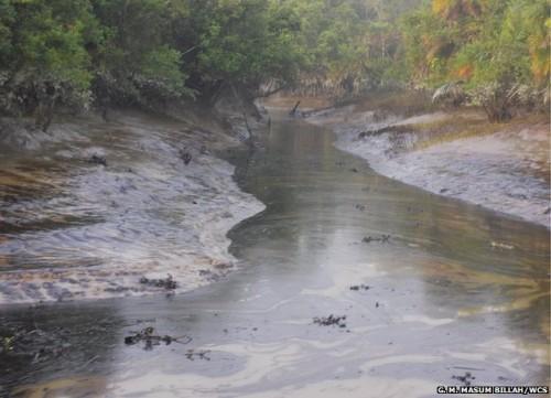 Major Oil Threatens India and Bangladesh Sunderbans