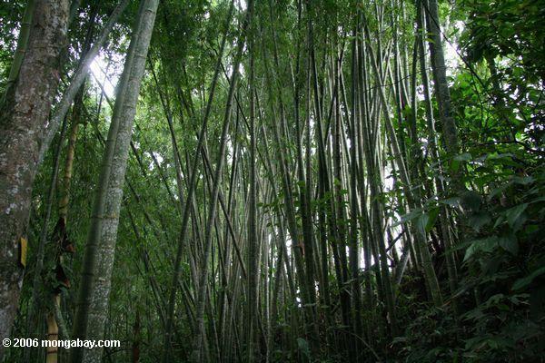 Bamboo Could Help Fight Global Warming