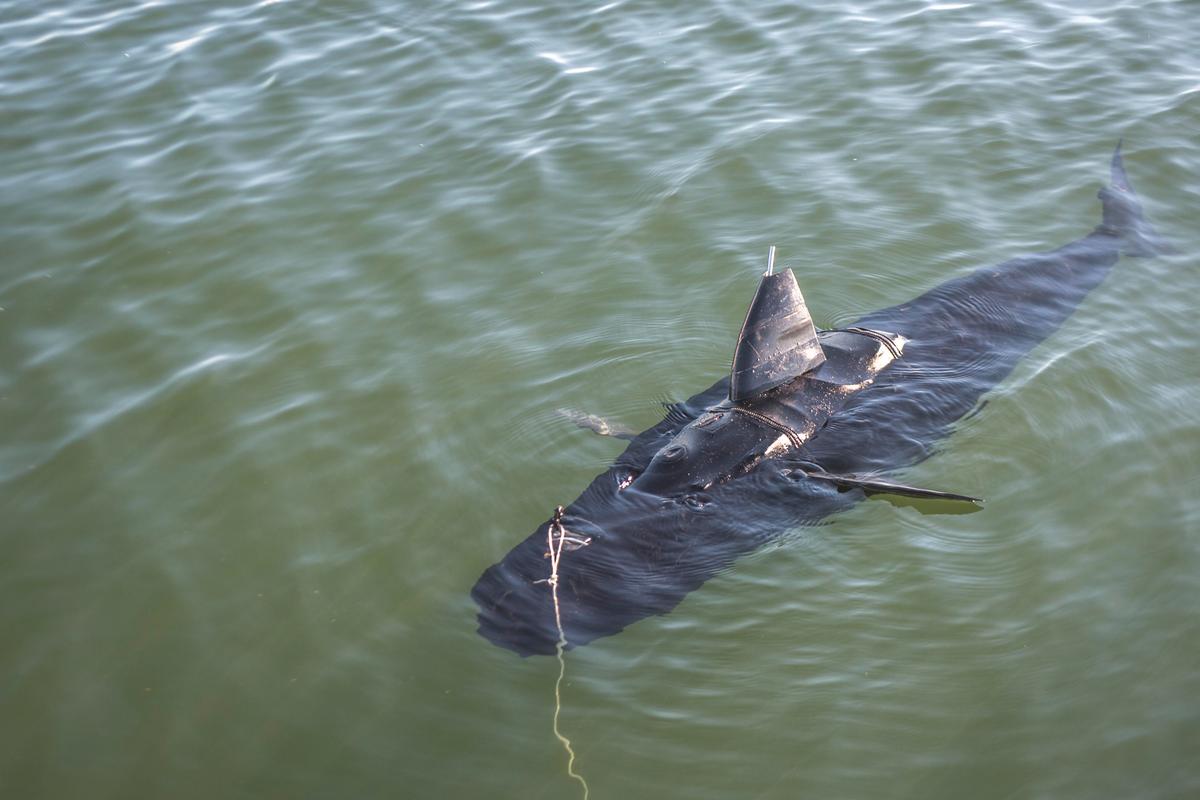 ‘Shark’ Drone: New Ghostswimmer Unveiled by Navy, Has Shark-Like Fins