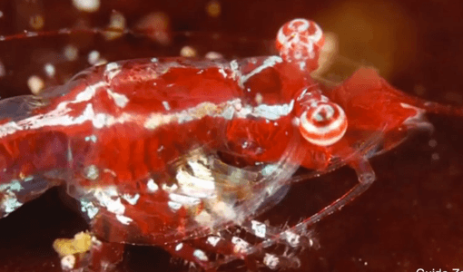 10 New Animal Species Discovered in 2014 (Video)