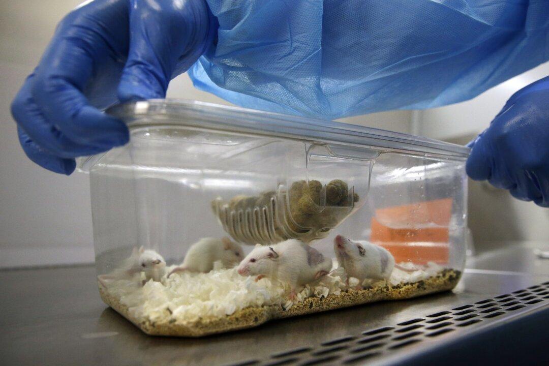Protection of the Mouse Gut by Mucus Depends on Microbes