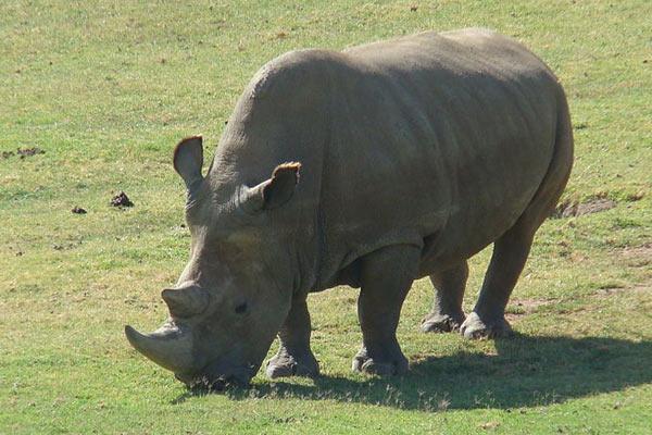 Five White Rhinos Left in the World