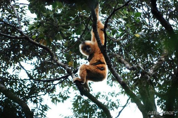 Island Gibbons Endangered as Forest Disappears