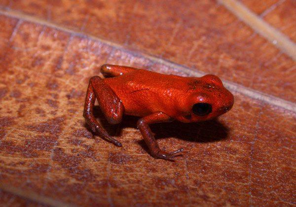 Conservation Needed for New Poison Dart Frog Species