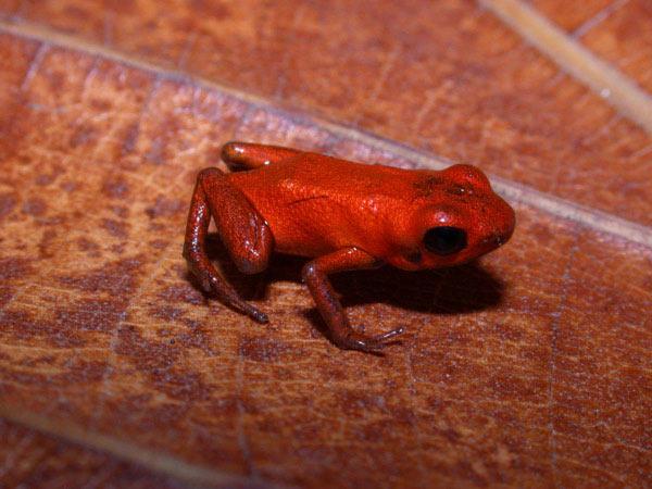 Conservation Needed for New Poison Dart Frog Species