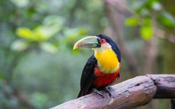 Top Tourist Attractions in Amazonas