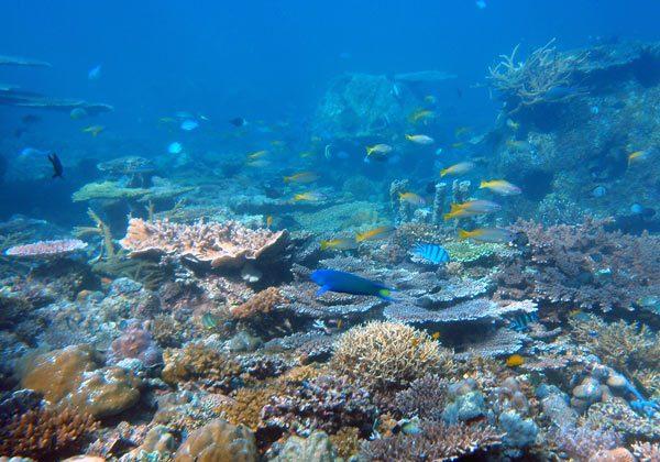 Coral Reefs Threatened by a Deadly Combination of Changing Ocean Conditions