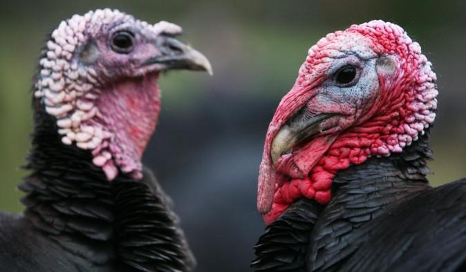 Christmas 2014: Eat Organic Turkey