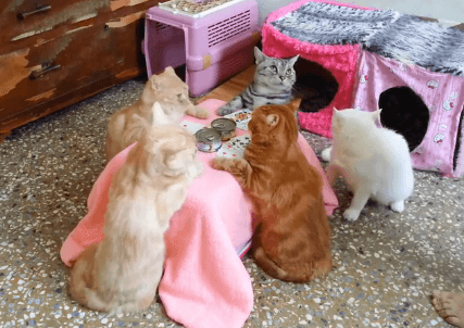 Taiwanese Cats Enjoy a Game of Cards (Video)