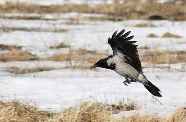 Crows Are Smarter Than You Think