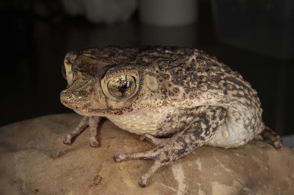 Puerto Rican Toad Recovers from Brink of Extinction