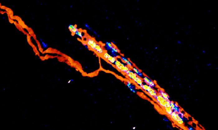 Trigger Mechanism for Recovery After Spinal Cord Injury Revealed
