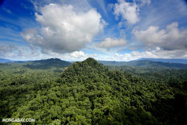 Tropical Deforestation Could Disrupt Rainfall Globally