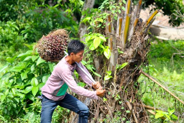 Child Labor and Palm Oil in Indonesia