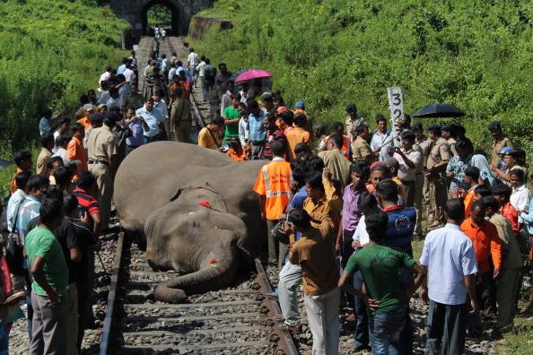 Indian villagers, along with forestry workers, look at the body of an elephant as it lies on the railway tracks after it was struck by a passenger train at Mongpong village, near Mahananda Wildlife Sanctury, some 25 kms from Siliguri on Oct. 11, 2013. (Diptendu Dutta/Getty Images)