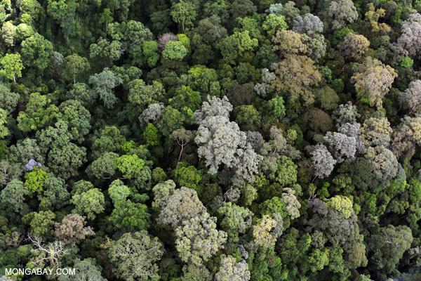 NASA Finds Good News on Forests and Carbon Dioxide