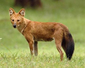 Shifting Attitudes May Help Endangered Wild Dogs in Thailand