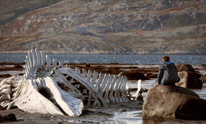 Film Review: ‘Leviathan,’ to Be Ruled by the Nasty, Brutish, and Short