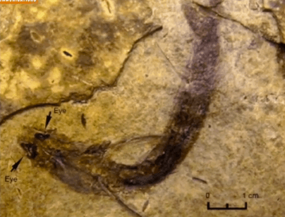 300-Million-Year-Old Fossil Reveals Fish Saw in Color (Video)