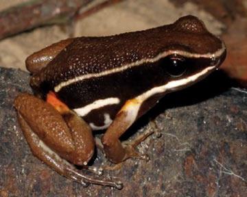 Little Frog in Brazil Helps Conservation of Rainforest