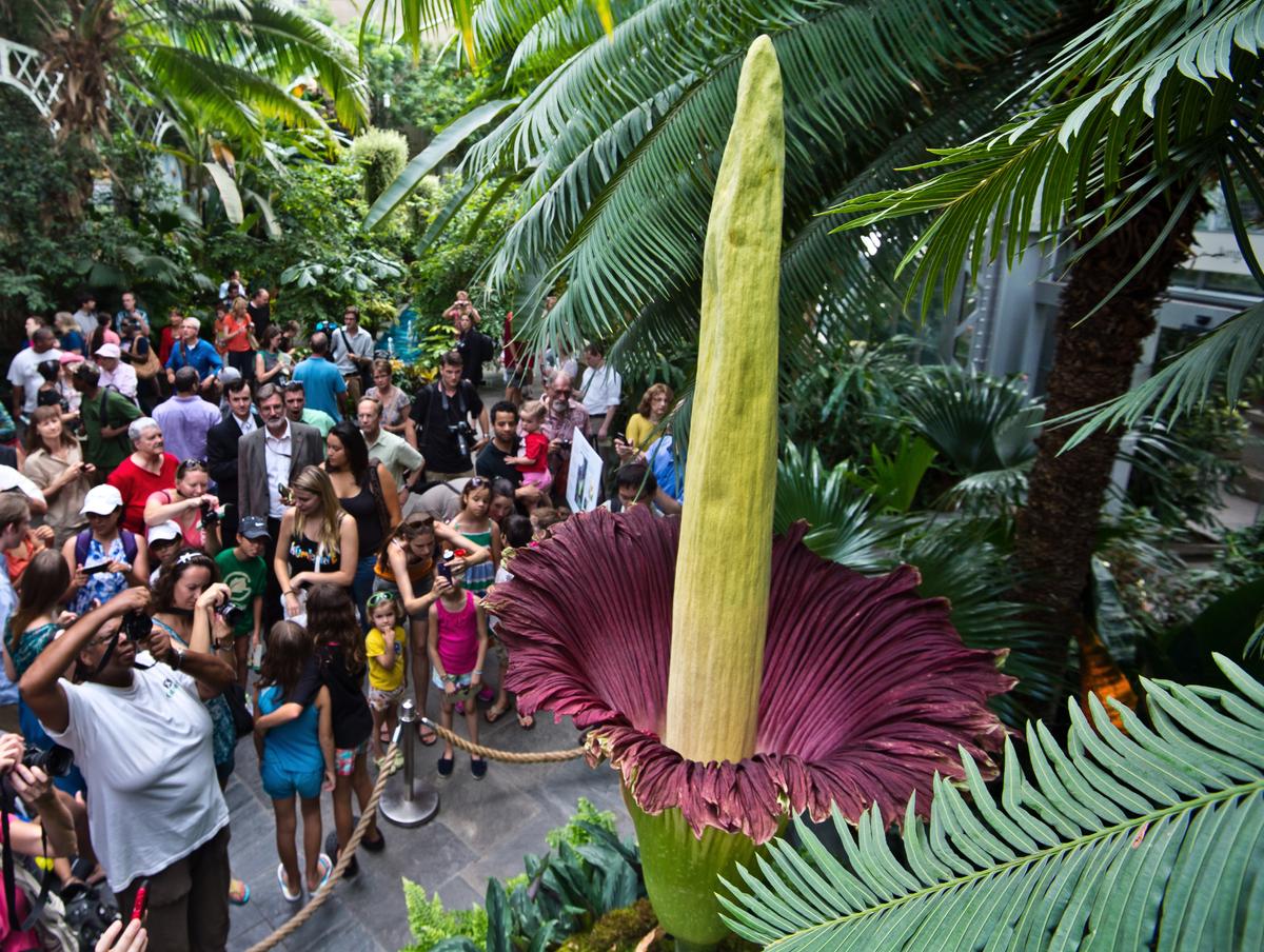 Tourists look at the blooming Titan Arum plant July 22, 2013 at the US Botanic Garden in Washington, DC. The titan arum (Amorphophallus titanum), also known as the corpse flower or stinky plant, is blooming and it may remain in bloom for 24 to 48 hours, and then it will collapse quickly. (PAUL J. RICHARDS/AFP/Getty Images)