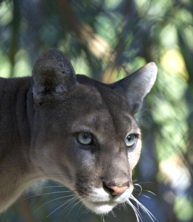 New Record Set for Panthers Killed on Roads