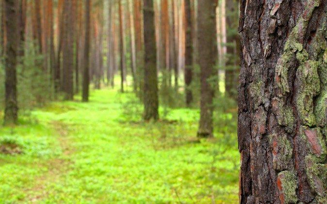 Pine Bark Extract Improves Blood Vessel Health, Heals Psoriasis and Hemorrhoids