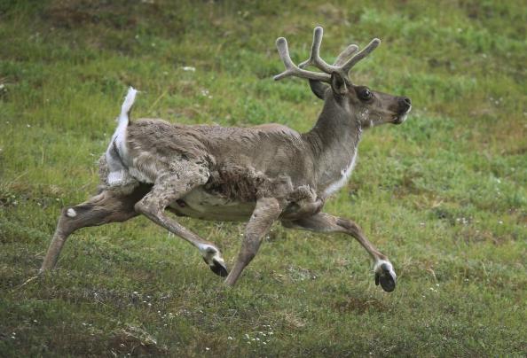 Caribou and Climate Change: Santa’s Reindeer Face an Uncertain Future