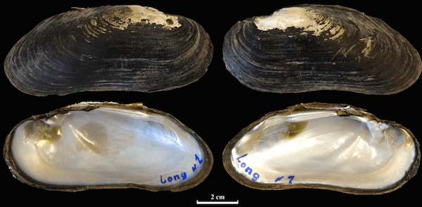 Endangered Mussel Still Harvested for Food in Laos