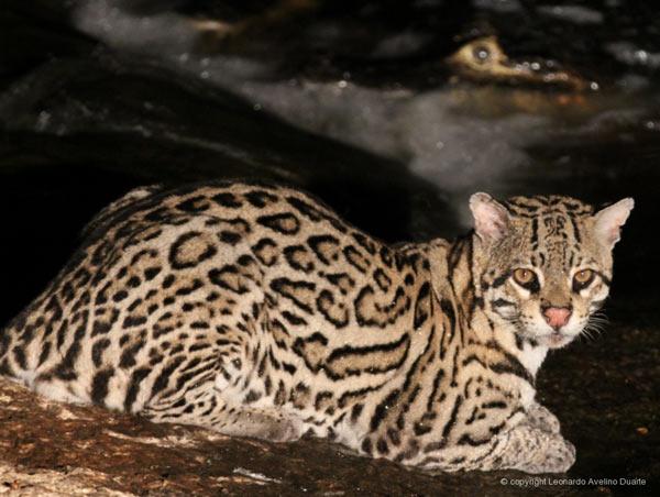 Meet Biofaces: the Facebook for Wildlife Enthusiasts