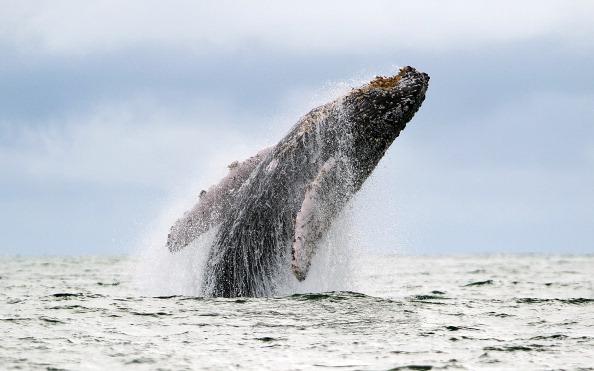 Humpback Whales Sing at Night to Hunt