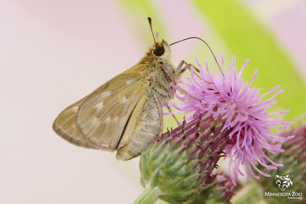 Two Prairie Butterflies Added to Endangered Species Act