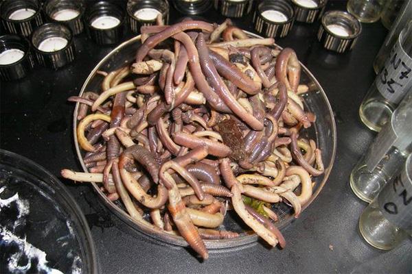 New Threatened Species: Earthworms