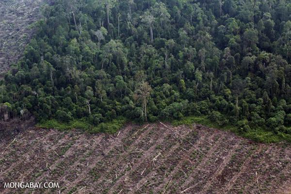 Half of Indonesia’s Deforestation Outside Concessions