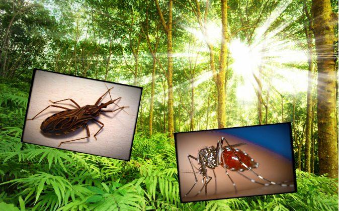 Wave of New Diseases Being Brought to America by Insects